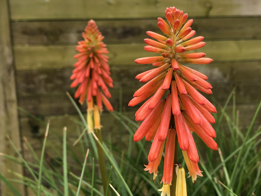 Kniphofia 'Papaya Popsicle' ® Vuurpijl