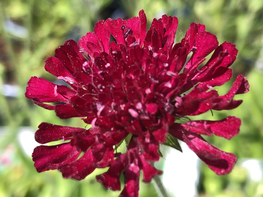 Knautia macedonica 'Mars Midget' Beemdkroon