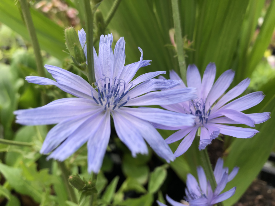 Cichorium intybus Cichorei