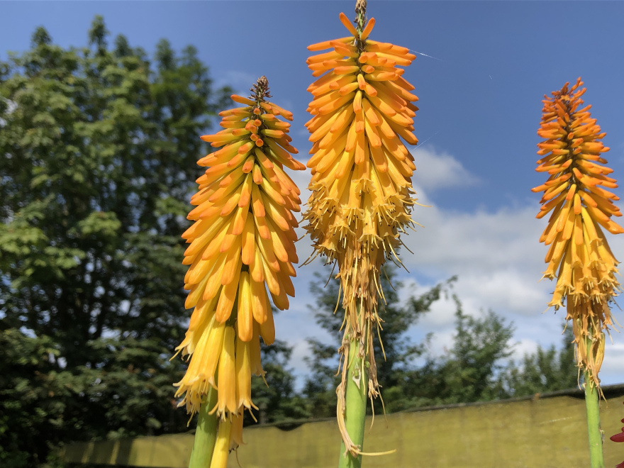 Kniphofia 'Mango Popsicle'PBR Vuurpijl