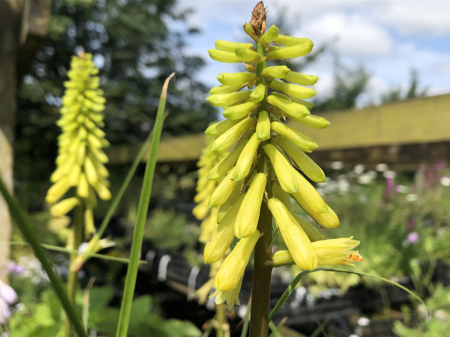 Kniphofia 'Lemon Popsicle' ® Vuurpijl