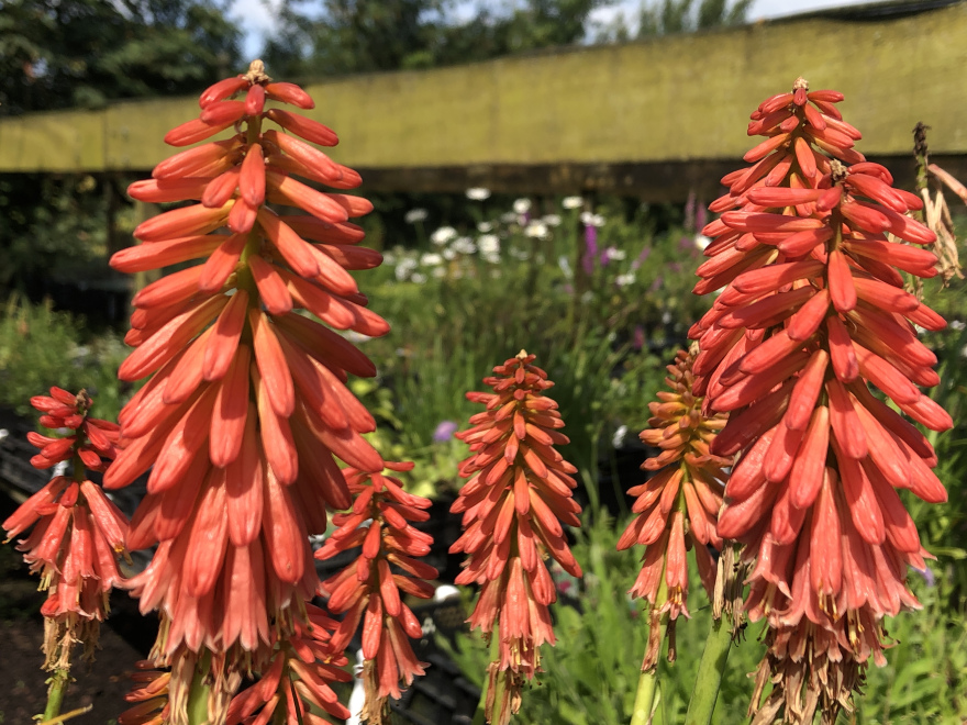 Kniphofia 'Redhot Popsicle' 