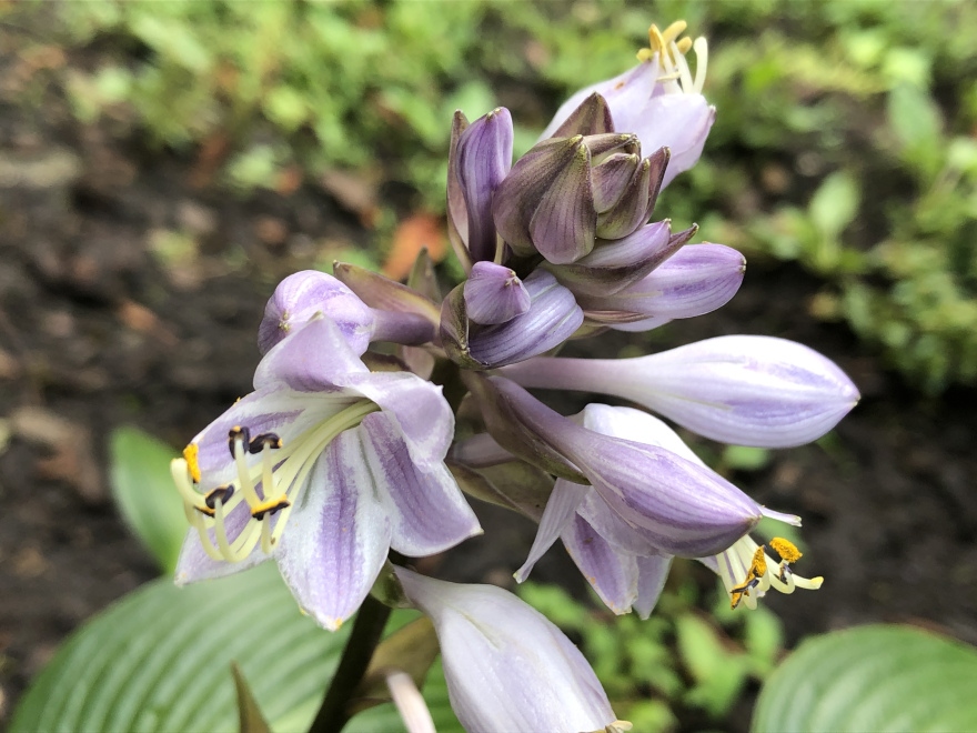 Hosta 'Devon Green' Hartlelie