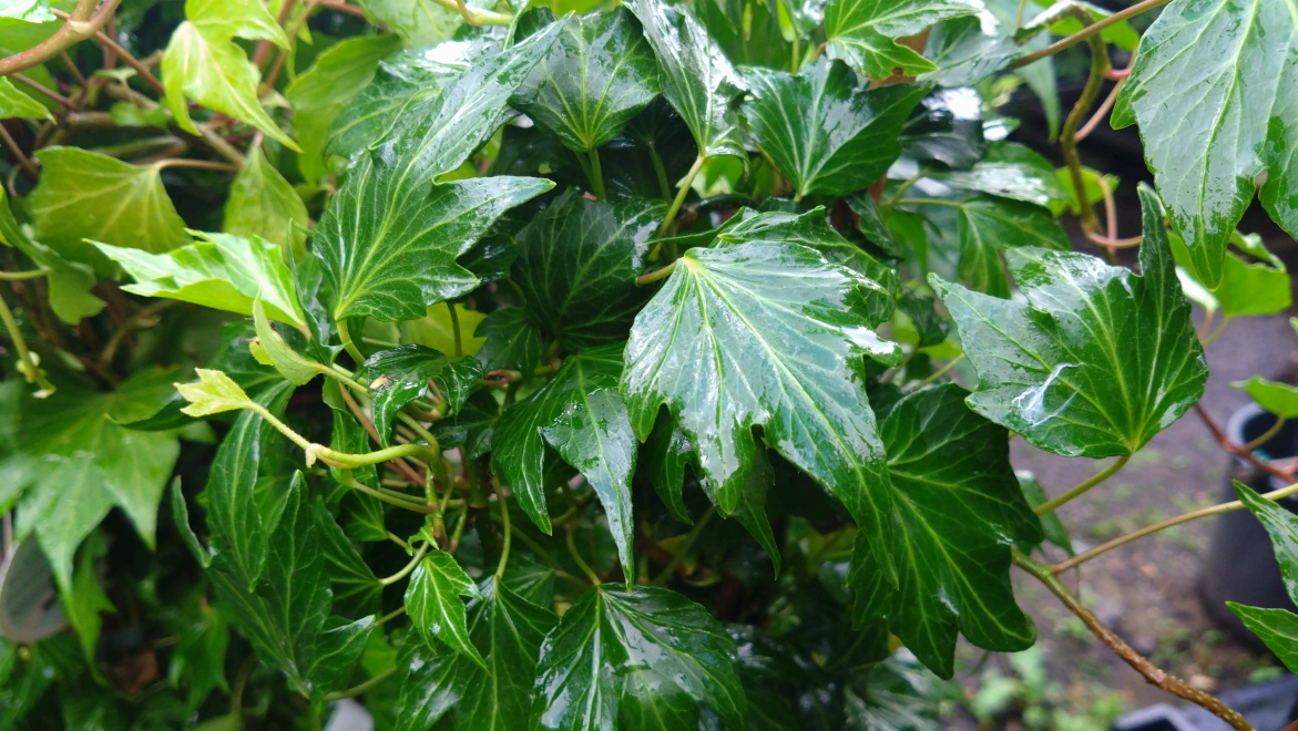 Hedera helix 'Green Ripple' Klimop