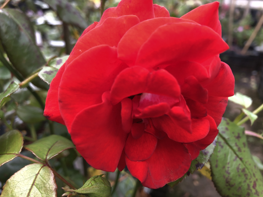 Rosa 'Montana Rode Trosroos