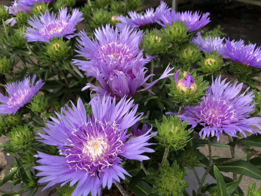 Stokesia laevis 'Mega Mels' Korenbloemaster