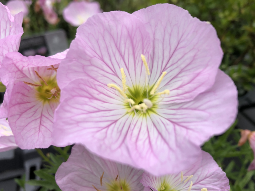 Oenothera speciosa 'Siskiyou' Teunisbloem