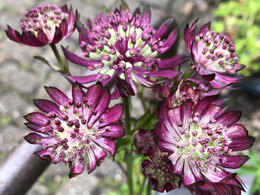 Astrantia major 'Sparkling Stars Red'® Zeeuws Knoopje