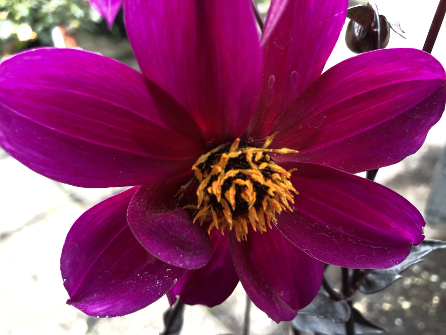 Dahlia 'Velvet' (Mystic Wonder) 