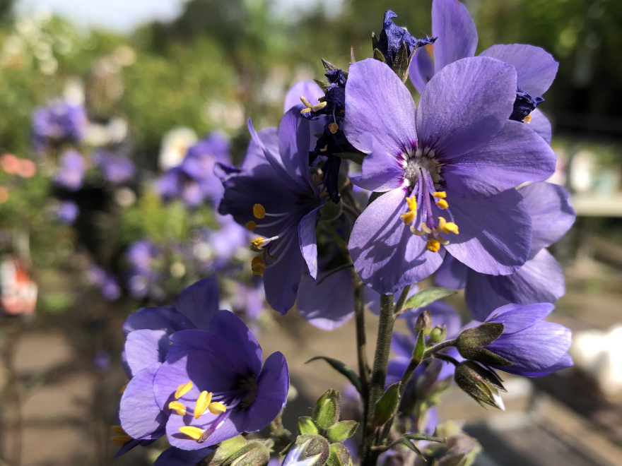 Polemonium yezoense 'Polbress' (Bressingham Purple) Jacobsladder