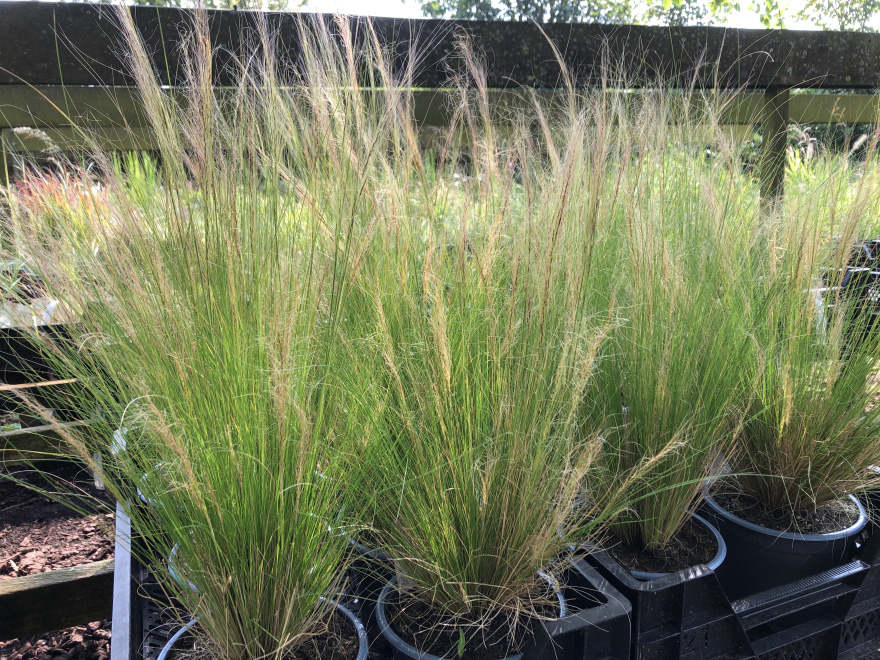 Nassella tenuissima 'Ponytails' (syn. Stipa tenuissima 'Ponytails') Vedergras