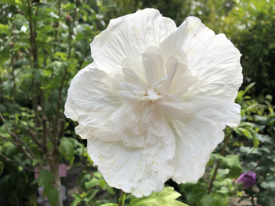 Hibiscus syriacus 'Notwoodtwo' (White Chiffon) Althaeastruik