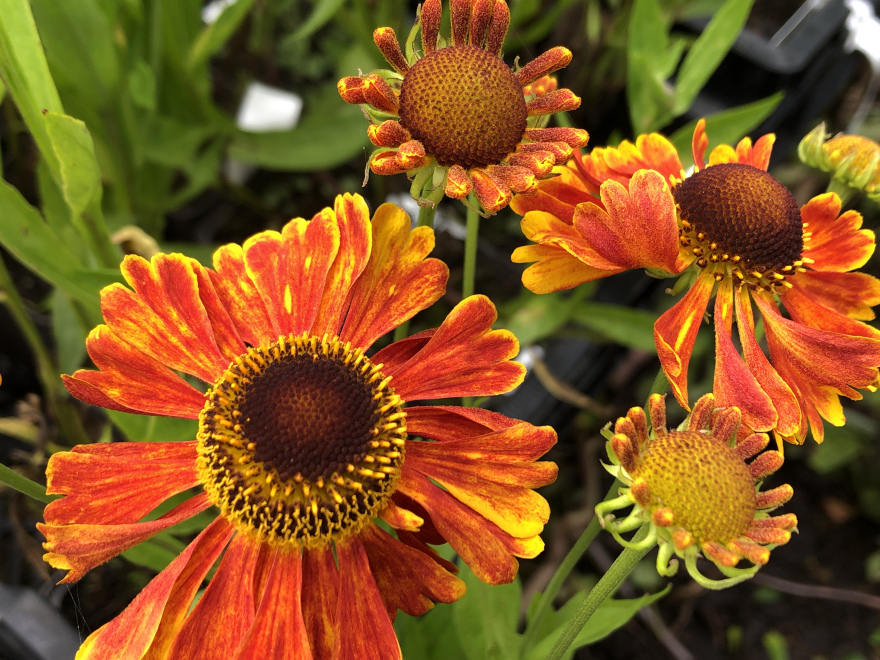 Helenium 'Sahin's Early Flowerer' Zonnekruid