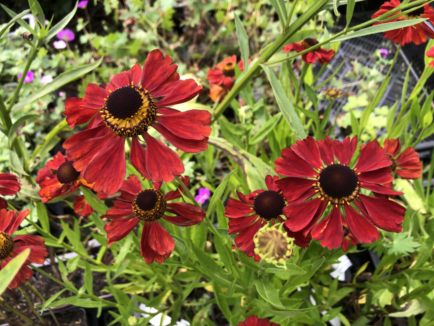 Helenium 'Kupferzwerg' Rood Zonnekruid