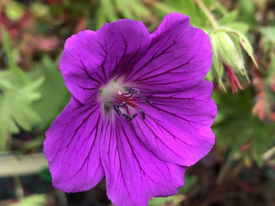 Geranium 'Tiny Monster' Ooievaarsbek