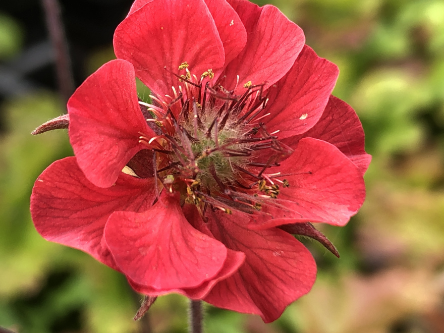 Geum rivale 'Flames of Passion' Nagelkruid