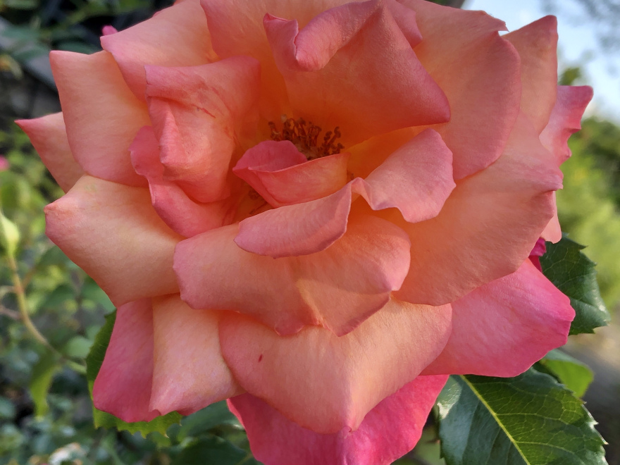 Rosa 'Freisinger Morgenrote' Zalmoranje Klimroos