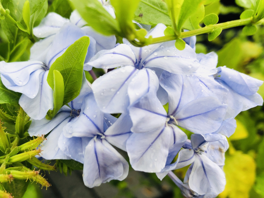 Plumbago auriculata 'Azur' Mannentrouw