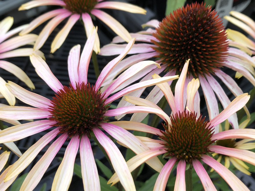 Echinacea purpurea 'Pink Tip' Rode Zonnehoed
