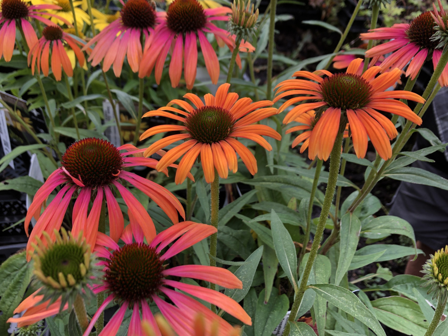 Echinacea 'Rainbow Marcella' Zonnehoed