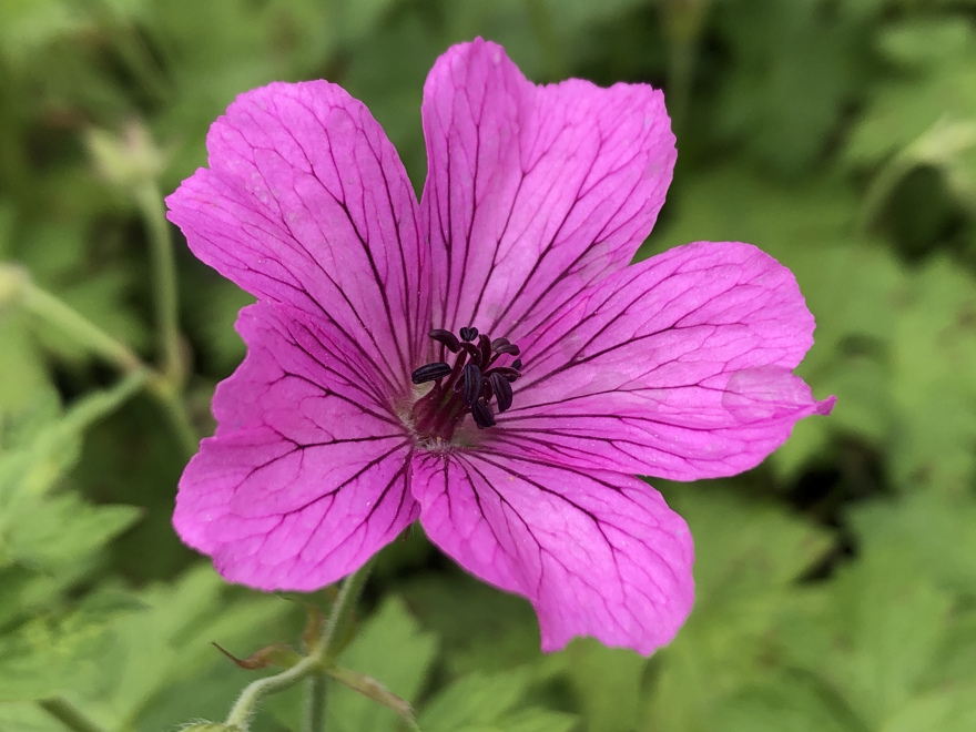 Geranium 'Elworthy Eyecatcher' 