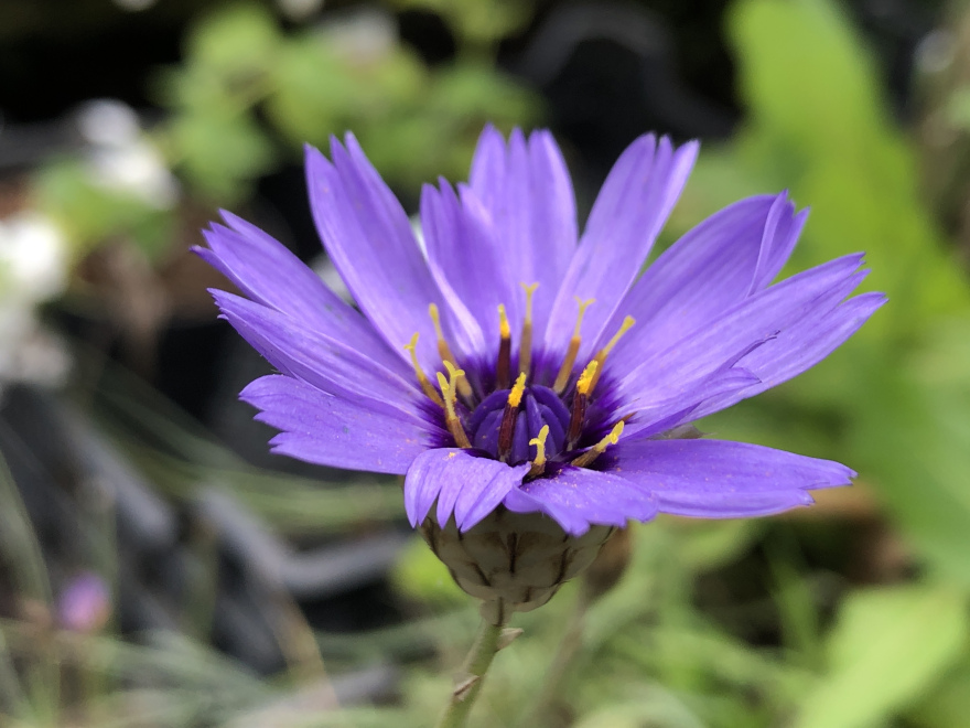 Catananche caerulea 'Major' Blauwe strobloem
