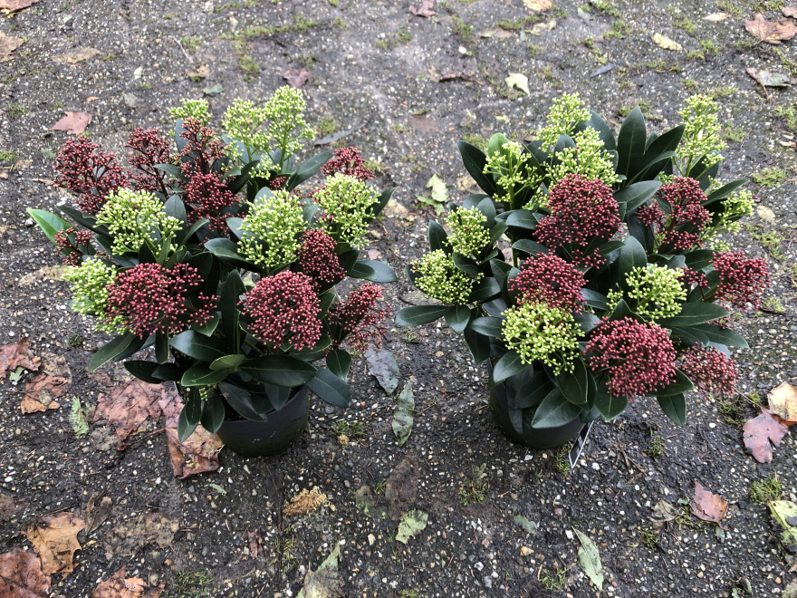 Skimmia japonica 'Festival' 