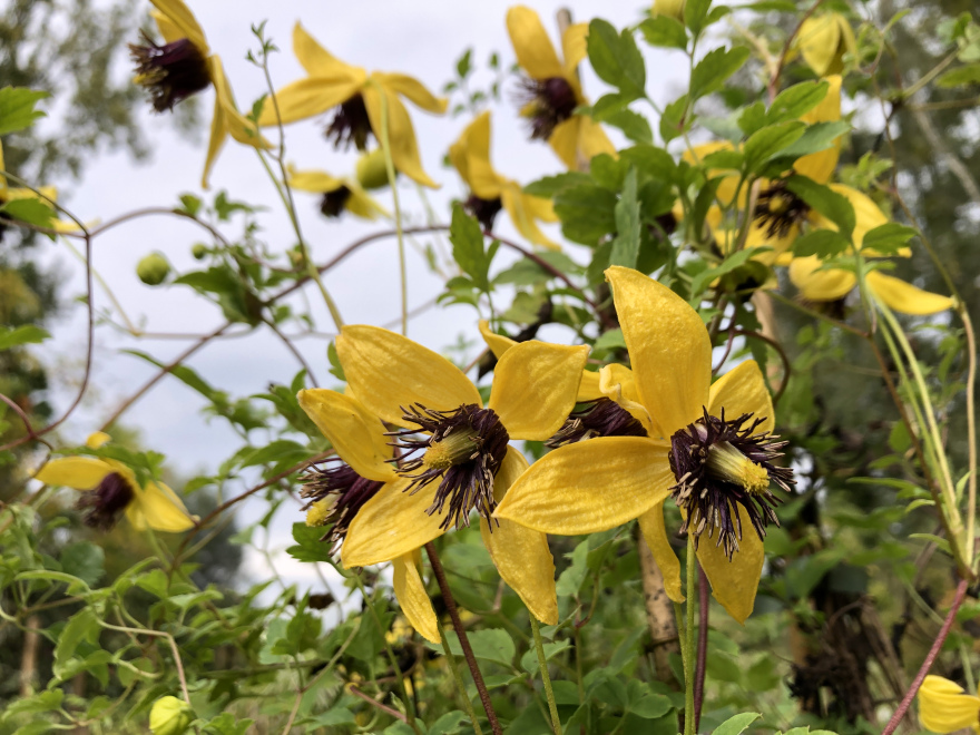 Clematis 'Kugotia' (Golden Tiara) Tangutica groep