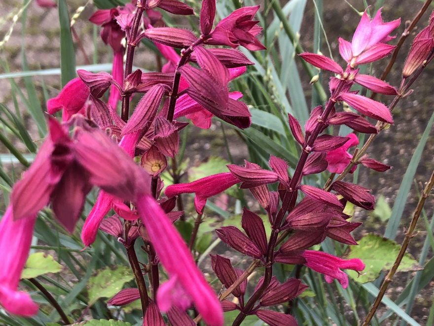 Salvia 'Sal 0101' (Ember's Wish) Siersalie