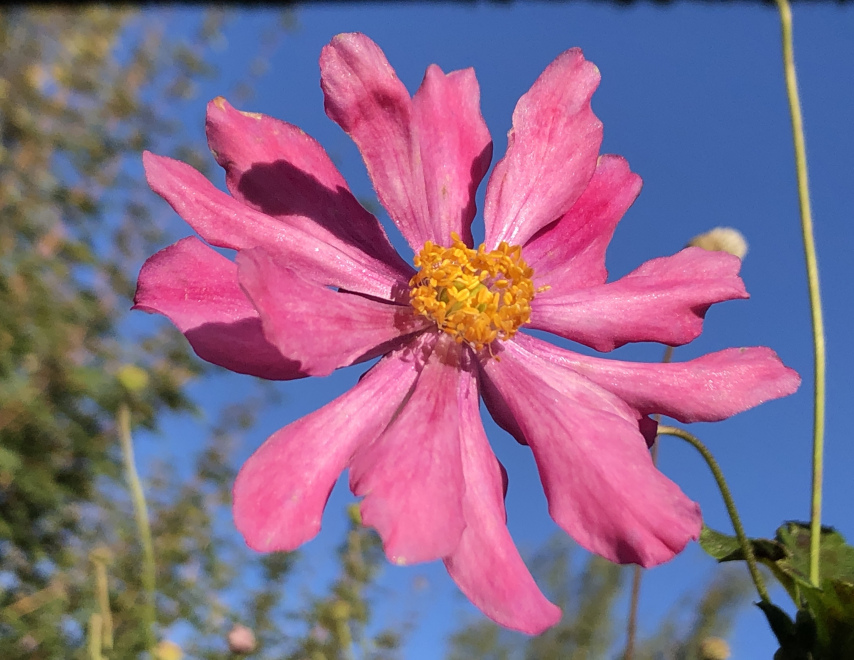 Anemone hybrida 'Pamina' Japanse Anemoon