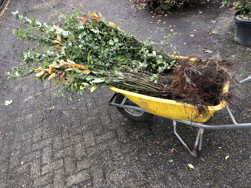 Ecohaag® Bloei Zeeuwse Haag 130CM Pakket