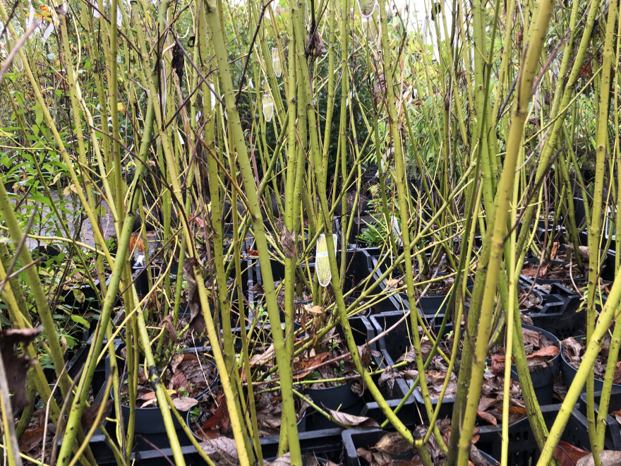 Cornus sericea 'Flaviramea' (stolonifera 'Flaviramea') Gele Kornoelje