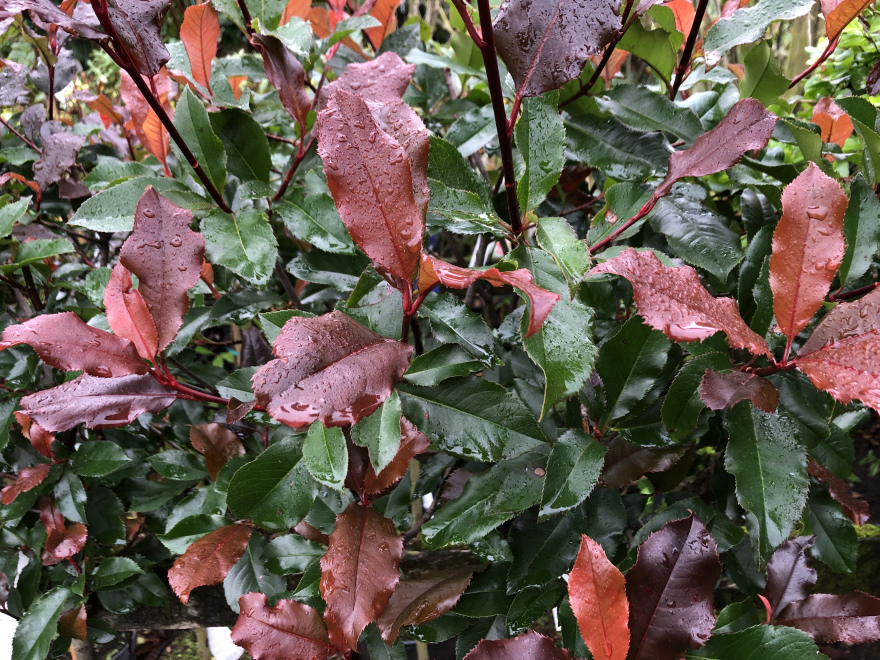 Photinia 'Kolmavoca' (Magical Volcano) Felrode Glansmispel