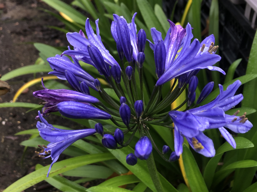 Agapanthus 'Eydori Blue' Afrikaanse lelie