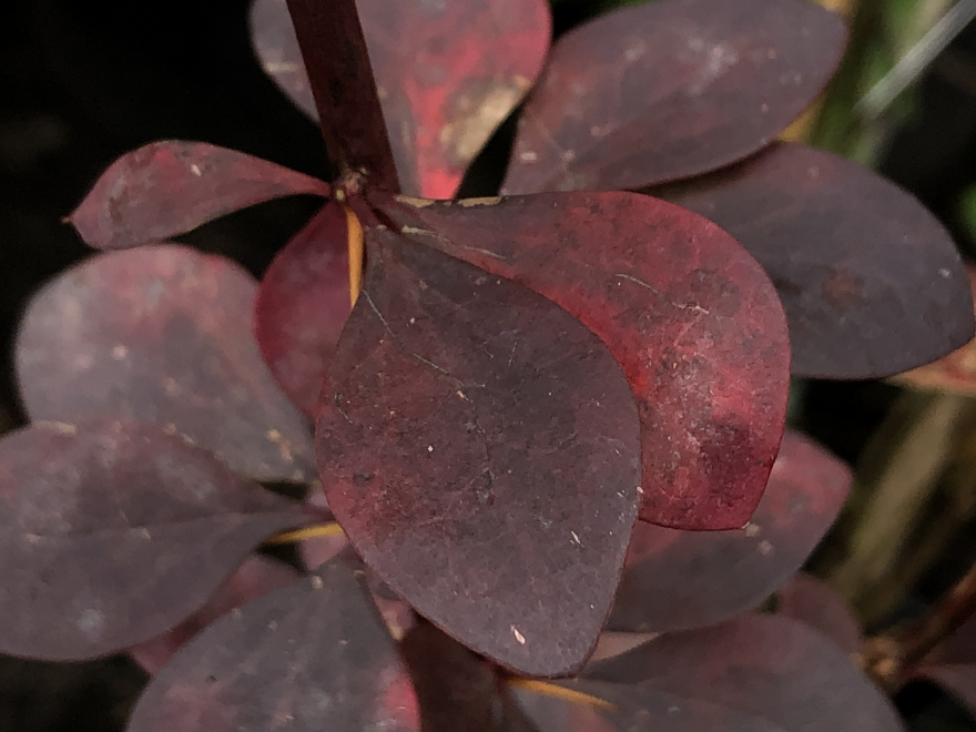 Berberis ottawensis 'Superba' Roodbladige Zuurbes