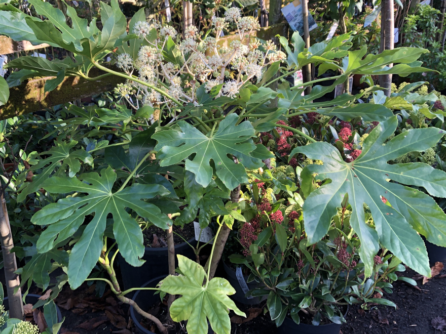 Fatsia japonica Vingerplant