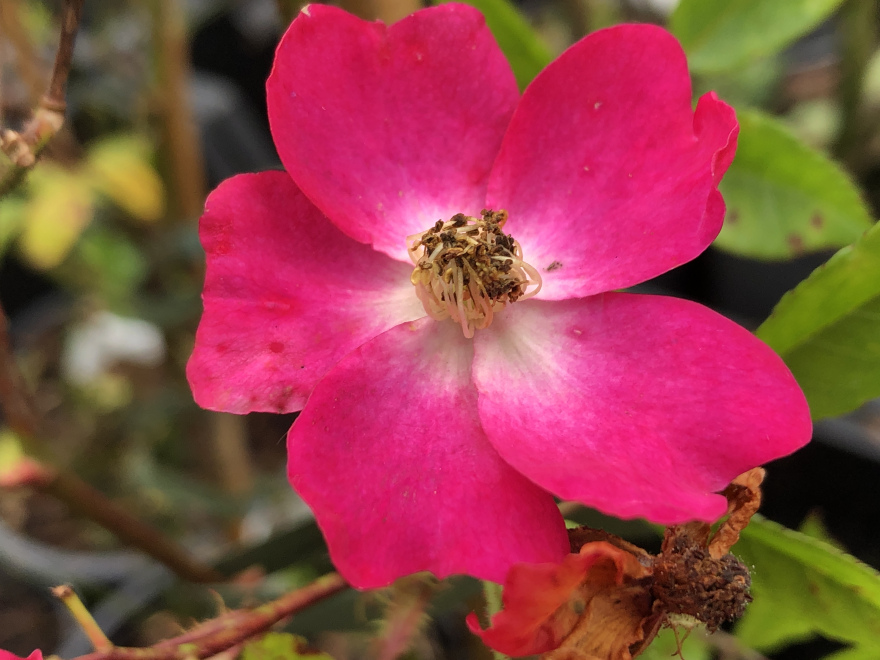 Rosa 'Red Ballerina' Rode Moschata Klimroos