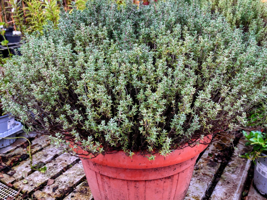 Thymus vulgaris 'Compactus' Gewone tijm
