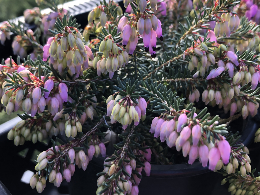 Erica carnea 'Winterfreude' Rode Winterheide
