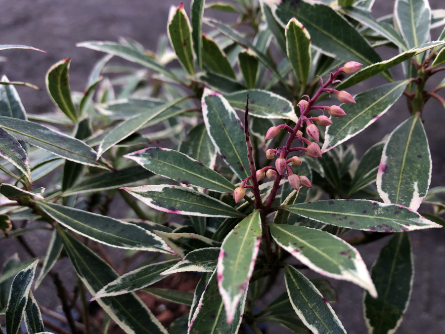Cornus alba 'Gouchaultii' Rode Kornoelje