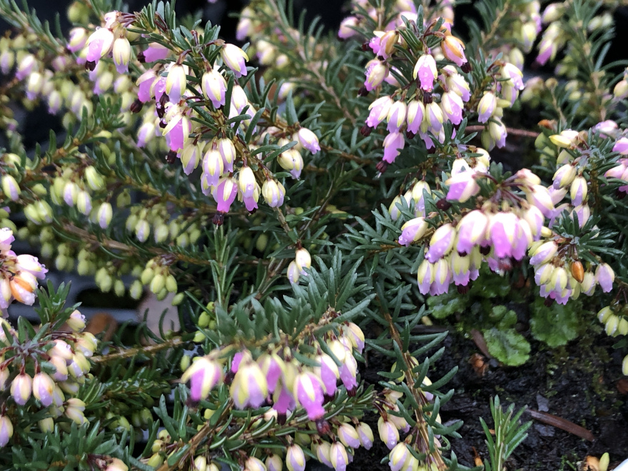Erica carnea 'Praecox Rubra' Paarse Winterheide