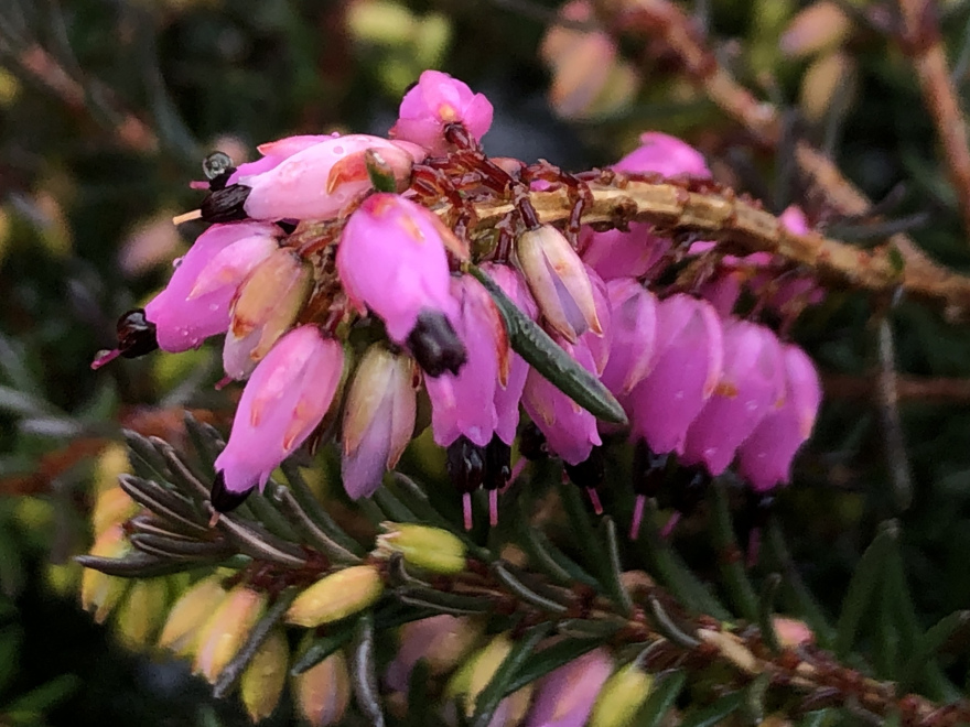 Erica darleyensis 'Kramer's Rote' Wijnrode Winterheide