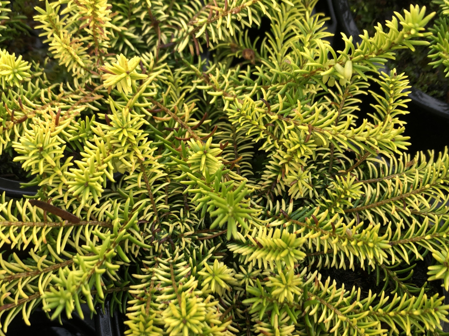 Erica carnea 'Golden Starlet' Witte Goudbonte Winterheide