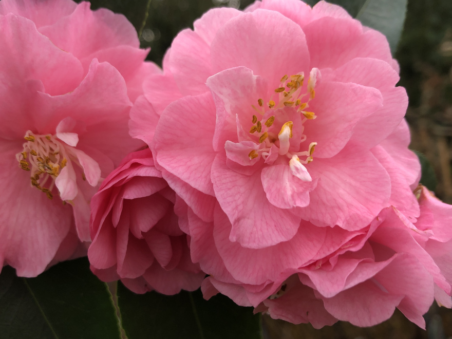 Camellia 'Spring Festival' RozeTheestruik