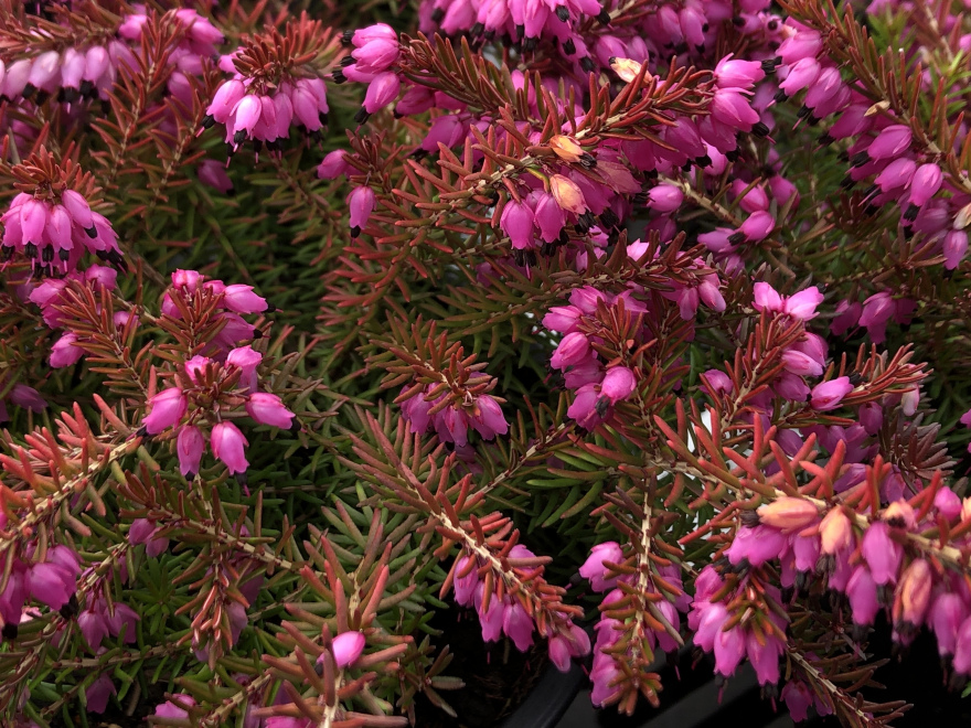 Erica darleyensis 'Eva Gold' Roze-rode geelbladige Winterheide