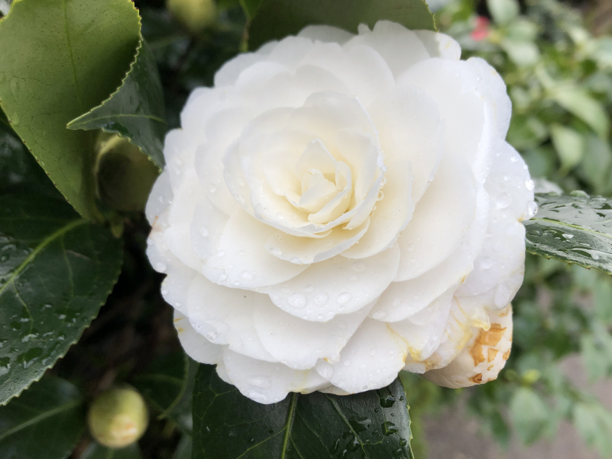 Camellia japonica 'Centifolia Alba' Witte Theestruik, Japanse Roos