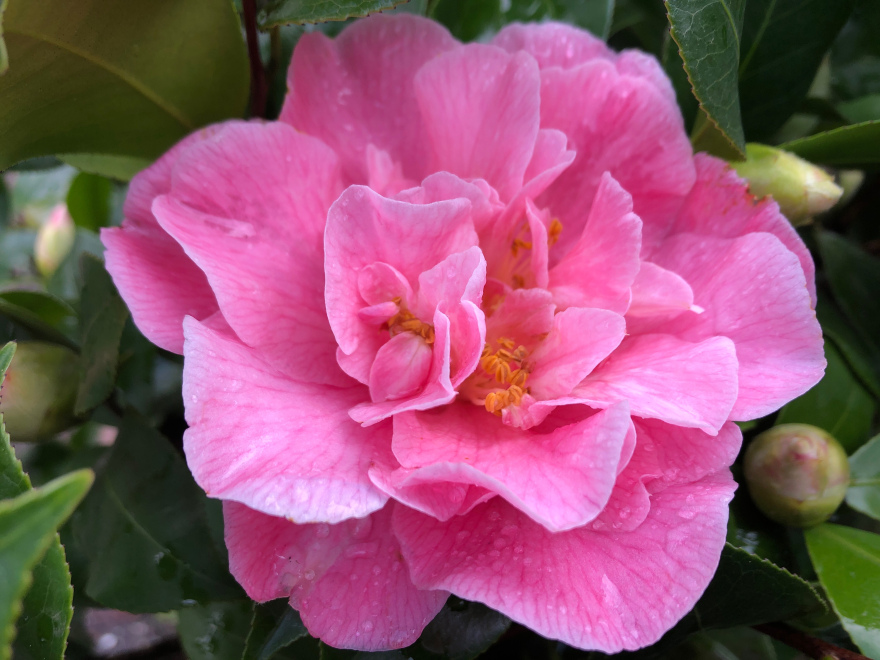 Camellia japonica 'Marie Bracey' Theestruik, Japanse Roos