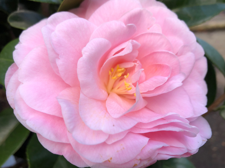 Camellia japonica 'Nuccio's Cameo' Baby-roze Theestruik, Japanse Roos