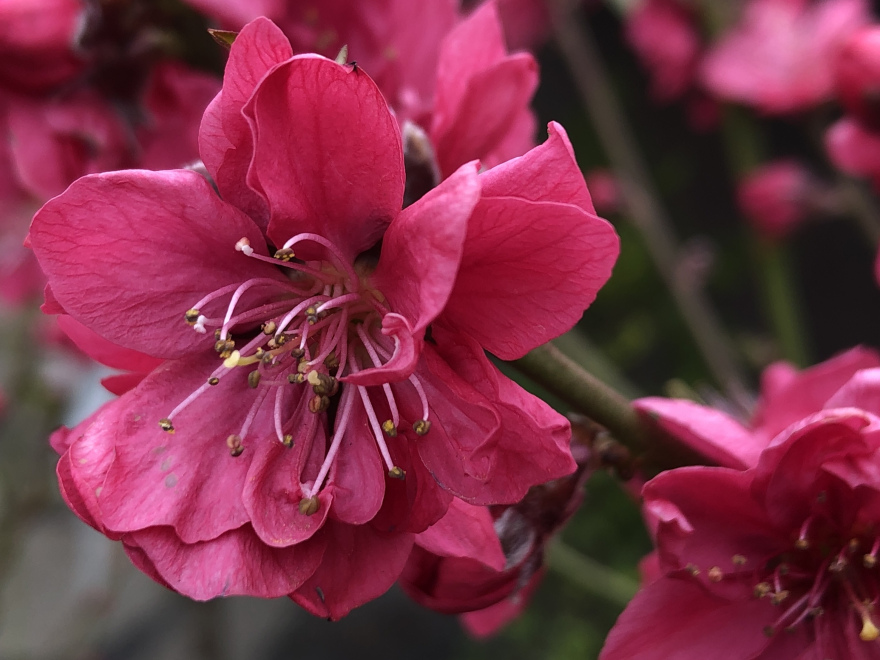 Prunus persica 'Melred' Rode Sierperzik 