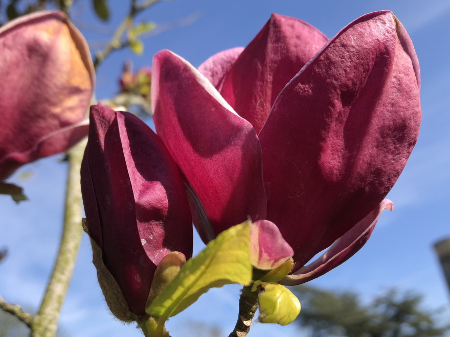 Magnolia 'Genie' Beverboom